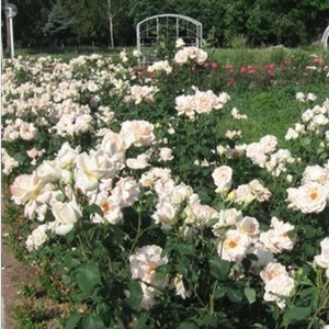 Маслени бои,светло-розови листа на венчелистчетата - Чайно хибридни рози 